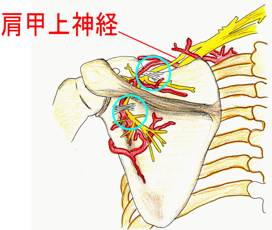 肩甲上神経麻痺 けんこうじょうしんけいまひ 古東整形外科 リウマチ科