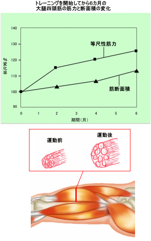 筋トレって 効果があるの 古東整形外科 リウマチ科