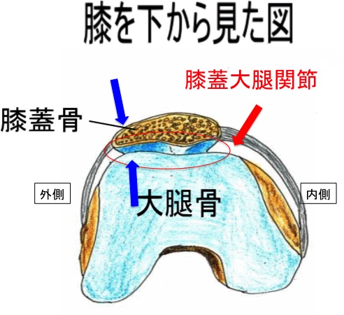 膝蓋大腿関節症 膝蓋骨の脱臼を放置しておくと どうなるのでしょう 古東整形外科 リウマチ科