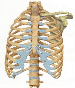 肋骨骨折の合併症 肋骨骨折を甘く見ないで 古東整形外科 リウマチ科
