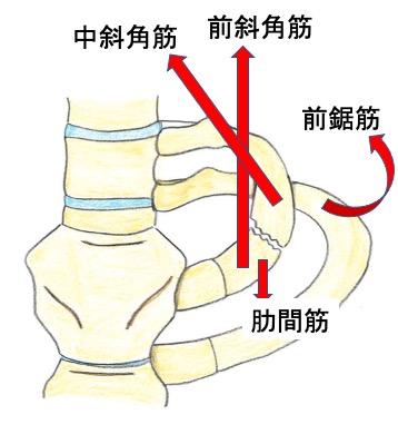 第一肋骨疲労骨折 背中 肩甲骨部の痛み 古東整形外科 リウマチ科