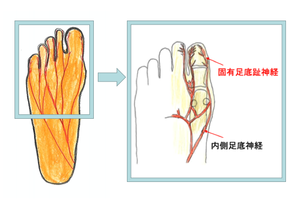 足の親指がしびれる理由